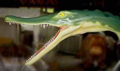ノトサウルス 頭部