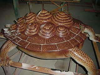 トリアソケリス 胴体
