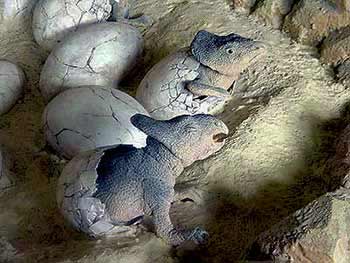 プロトケラトプスの巣と子供