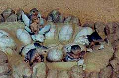 プロトケラトプスの巣と子供