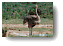 Ostrich (female)